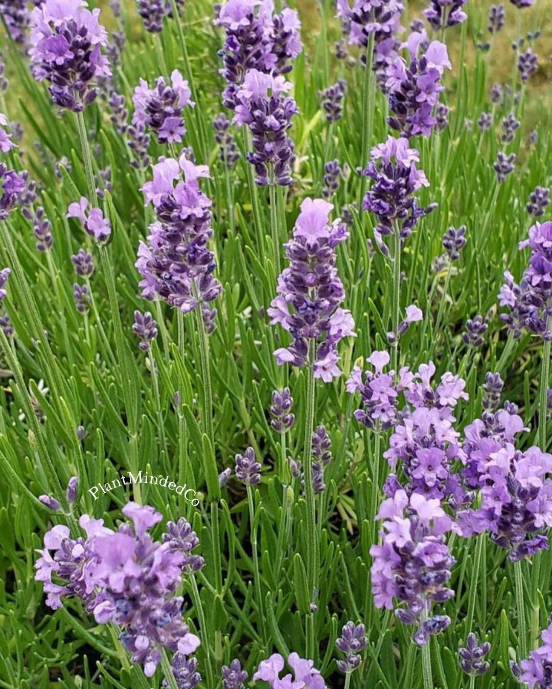 Vera English Lavender | Lavandula angustifolia | TALL Lavender | 100 SEEDS