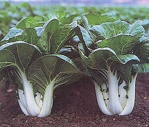 Pak Choi Joi Choi 250 seeds