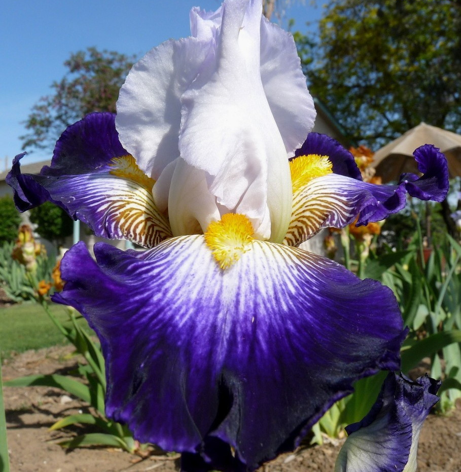 1 – Flash of Light GERMAN BEARDED IRIS Bulb Root Rhizome * VIGOROUS GROWER