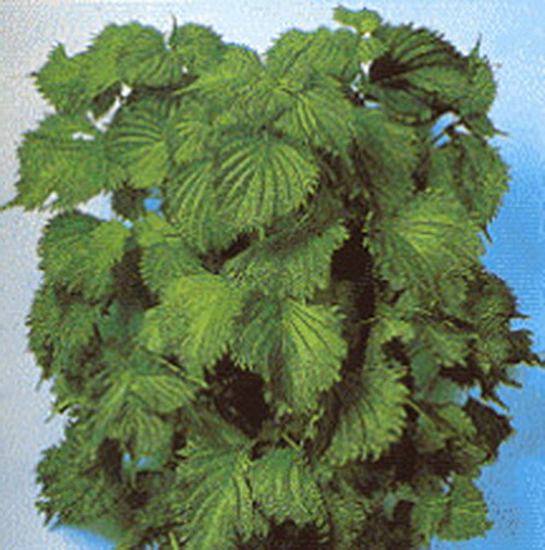 1 oz GREEN SHISO Seeds AUTHENTIC OHBA AO Perilla frutescens var Crispa Apx 16800