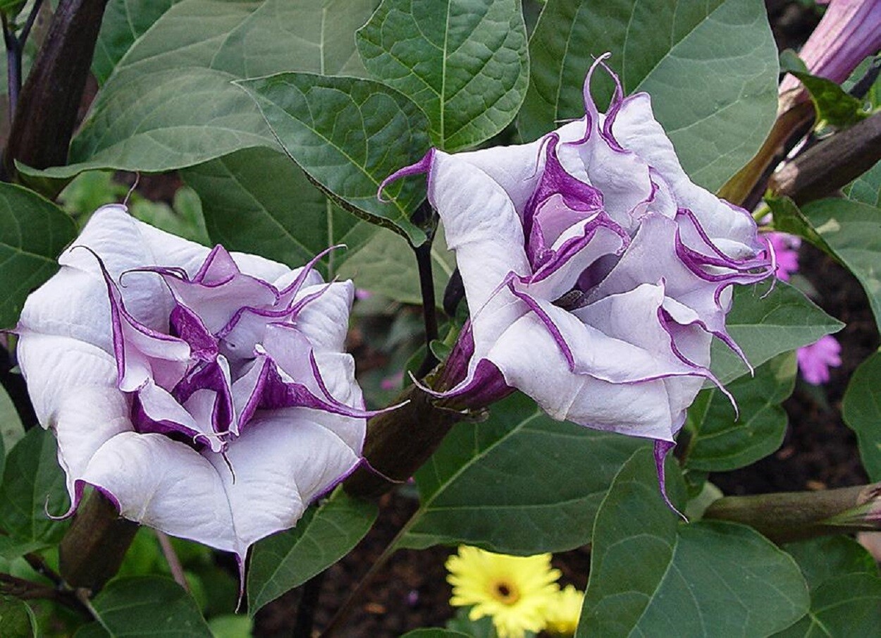 Datura Seeds Ballerinia Blue Flower 15 Seeds Angels Trumpet