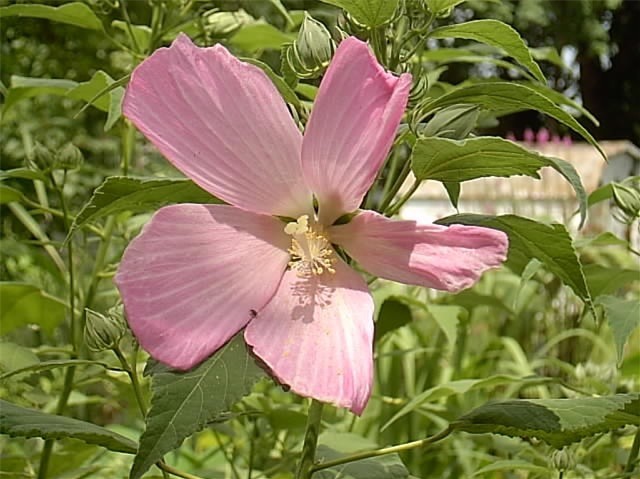 40 PINK SWAMP ROSE MALLOW SEEDS – WILD HIBISCUS – Hibiscus moscheutos