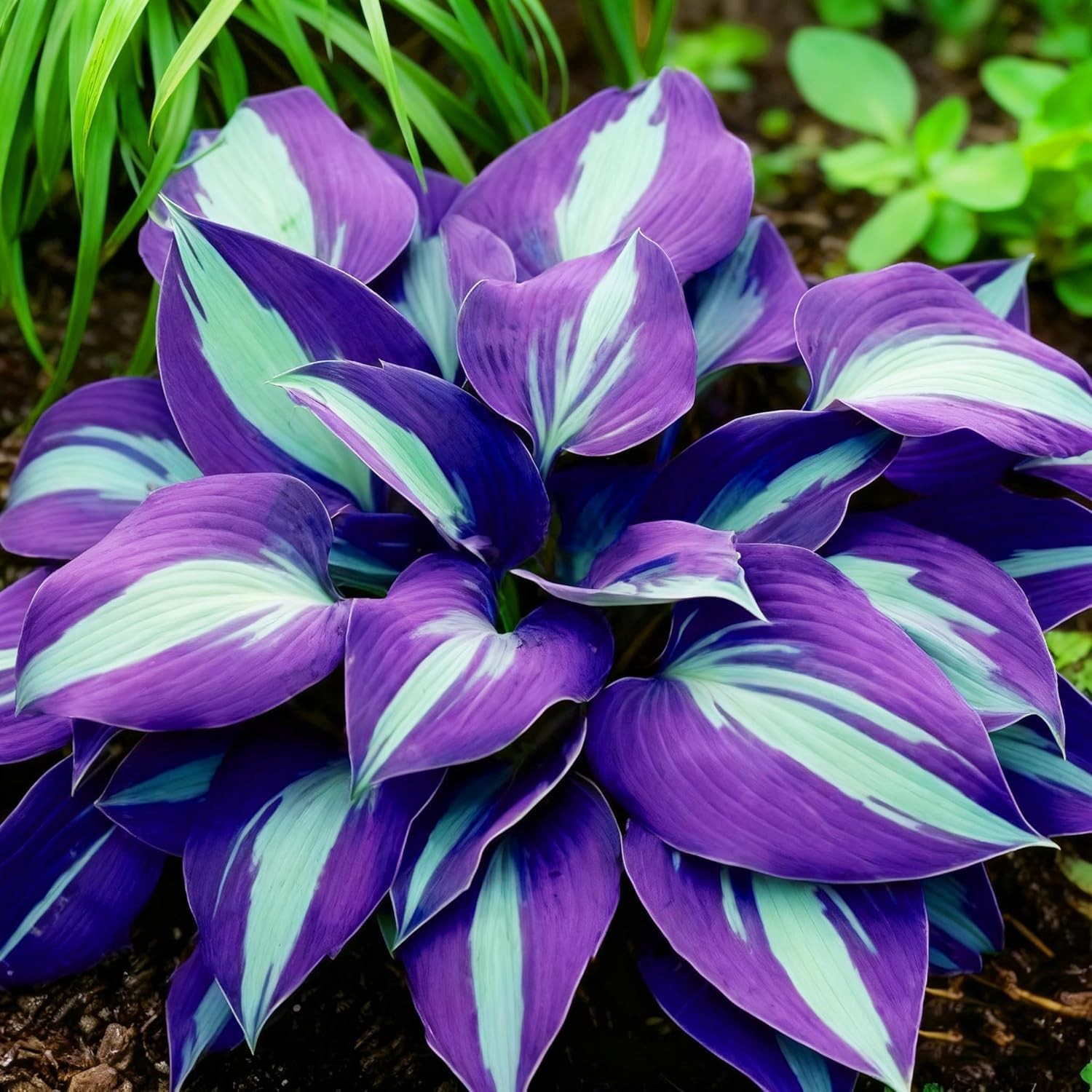850pcs Premium Perennial Hosta Seeds, High Green, White, Blue, Variegated