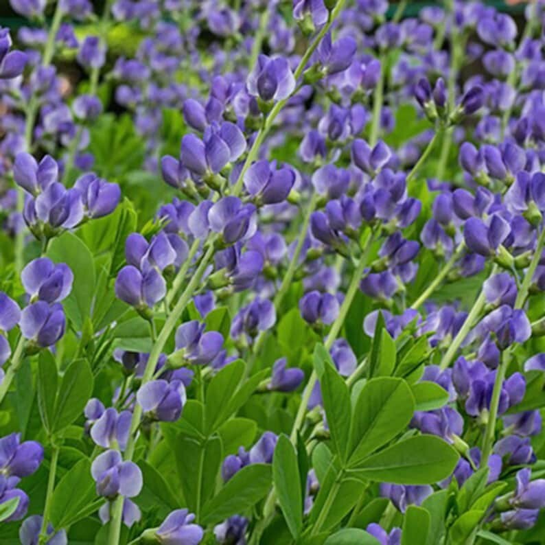 Wild Blue Indigo Flower Seeds, Blue False Indigo, Baptisia australis Qty -50