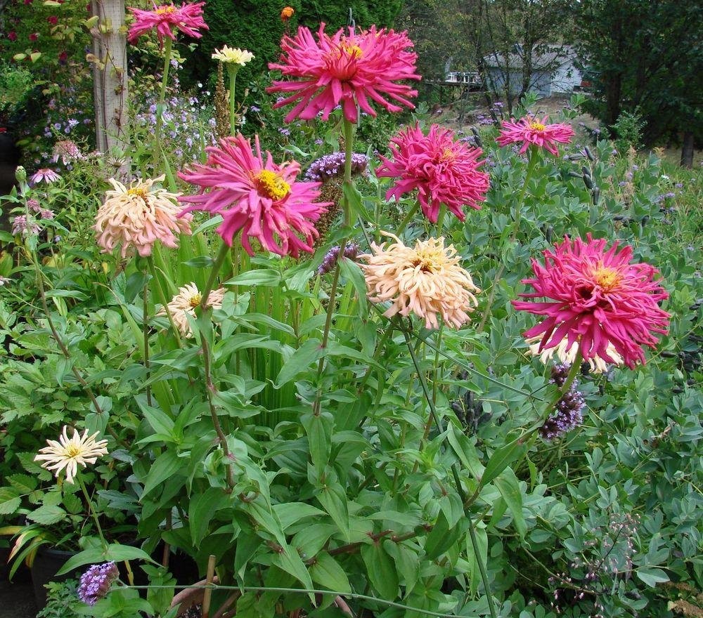 Cactus Flowered Zinnia Seed Mix Zinnia elegans Free Shipping!
