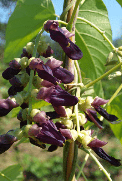 Mucuna Pruriens Vine 5 Seeds, Velvet Bean, Cowitch Medicinal White Strain