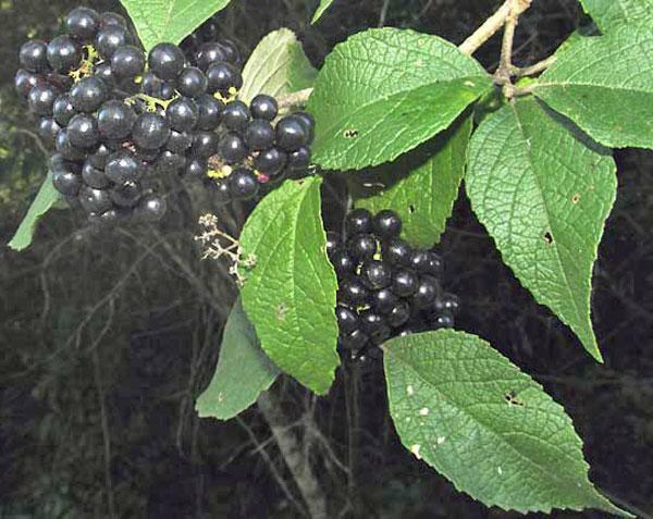 Callicarpa acuminata | Black or Mexican Beauty Berry | 25 Seeds