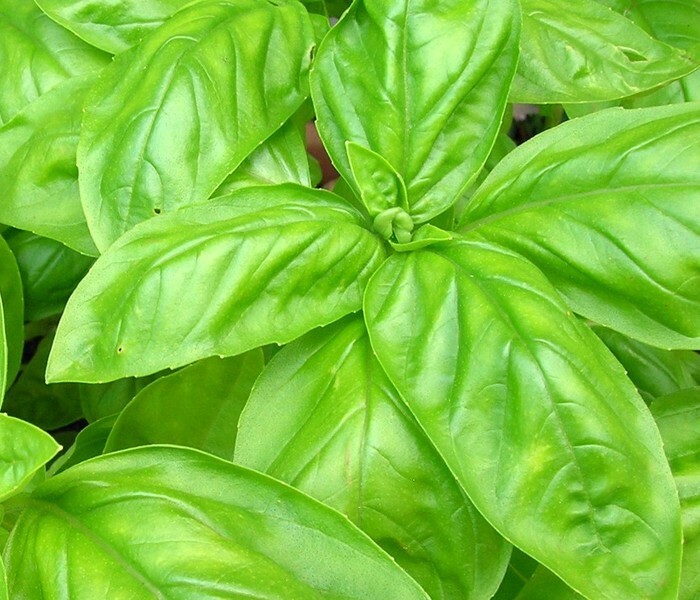 150 ITALIAN LARGE LEAF BASIL SEEDS FRESH HARVEST FOR GARDENS
