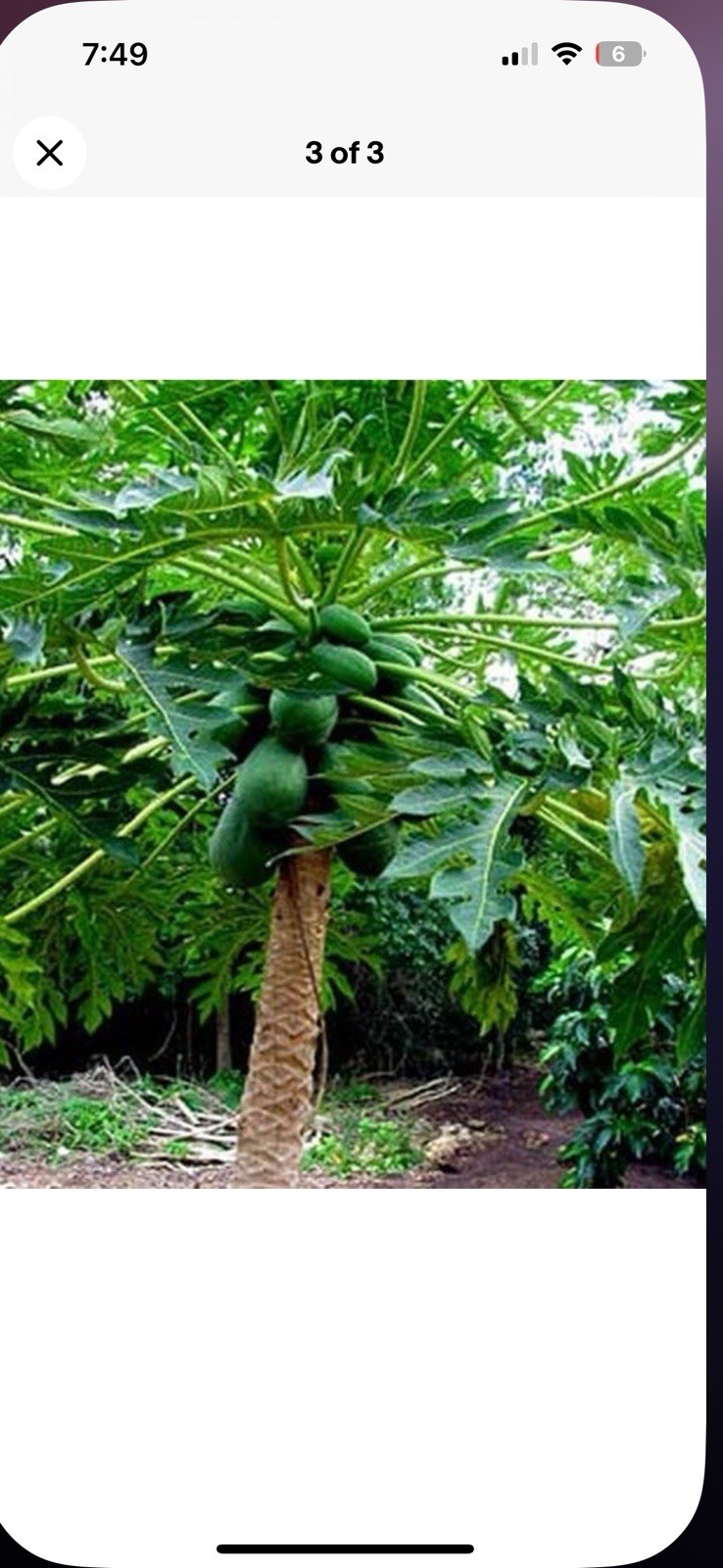 30 PCS Papaya Seeds Fruit Tree Seeds, 9 Months From Seed To Fruit. BOGO Free