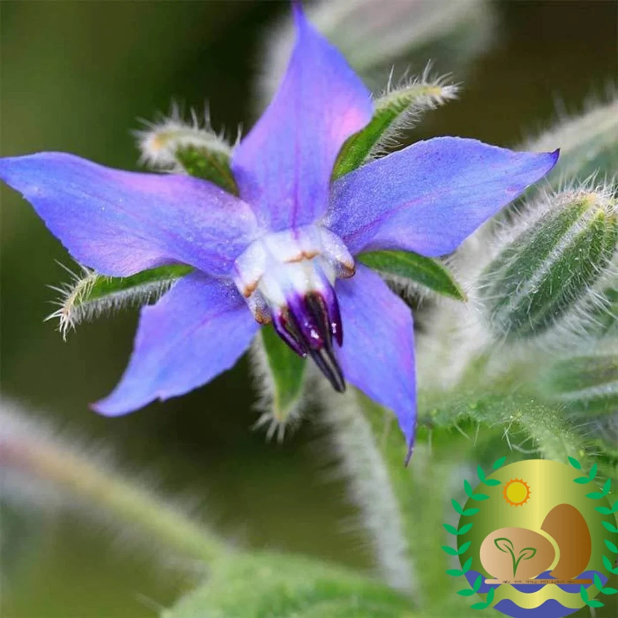 Borage Seeds | NON-GMO | Heirloom | FREE SHIPPING