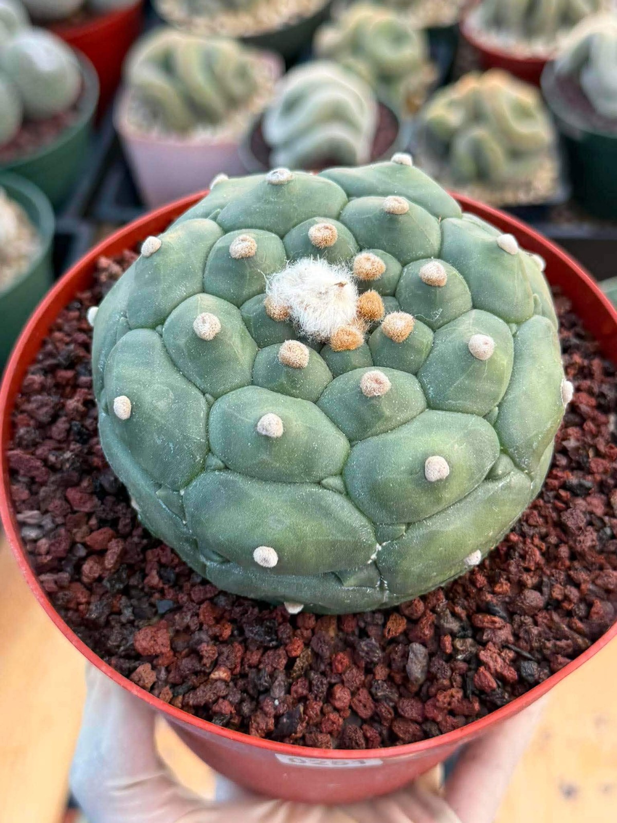 Astrophytum Kikko Turtle Form #251 | Rare Collector Cactus