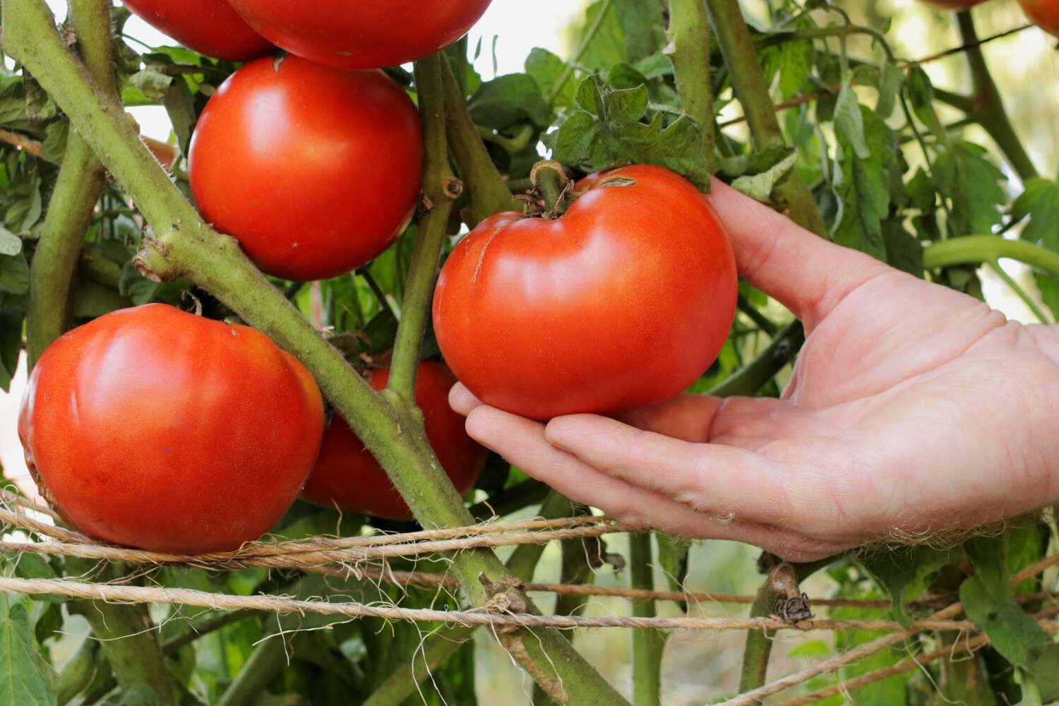 Beefsteak Tomato 50-60ct