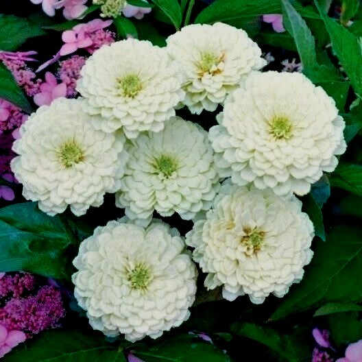 301+WHITE ZINNIA Flower Seeds Summer Flowering Annual Cut Flowers Garden Easy