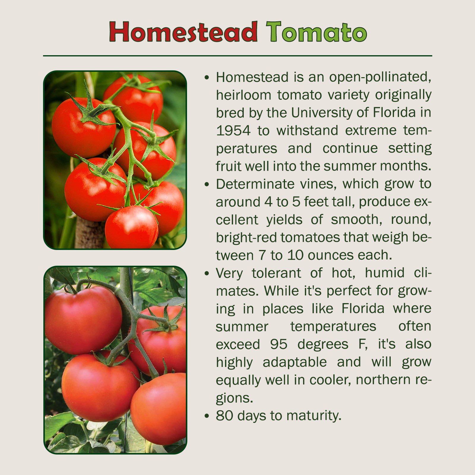10 Organic Homestead Tomato Seeds, Heirloom, Heat Resistant, Genuine USA