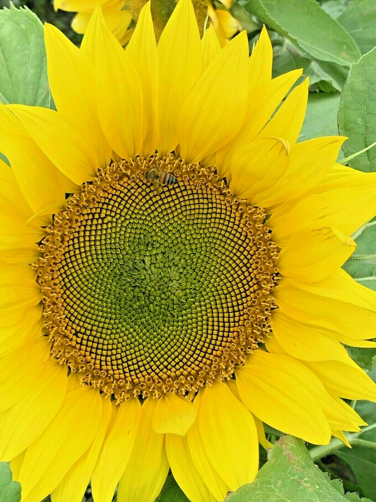 BlackOil Sunflower 100 Seeds Organic Non-GMO The Brooklyn Botanical Garden Club!