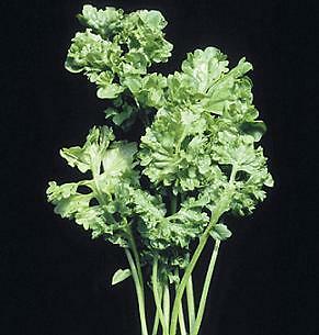 Cress Wrinkled Crinkled Lepidium 2,000 seeds