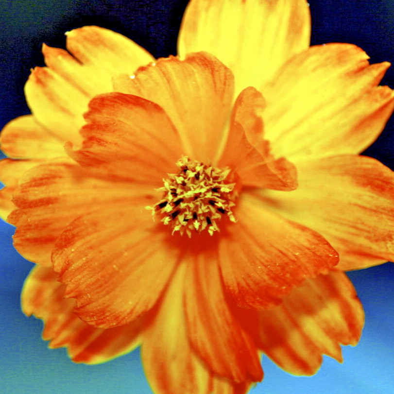 500 DOUBLE ORANGE COSMOS Seeds (Cosmos sulphureus) Annual Sulphur Garden Flower