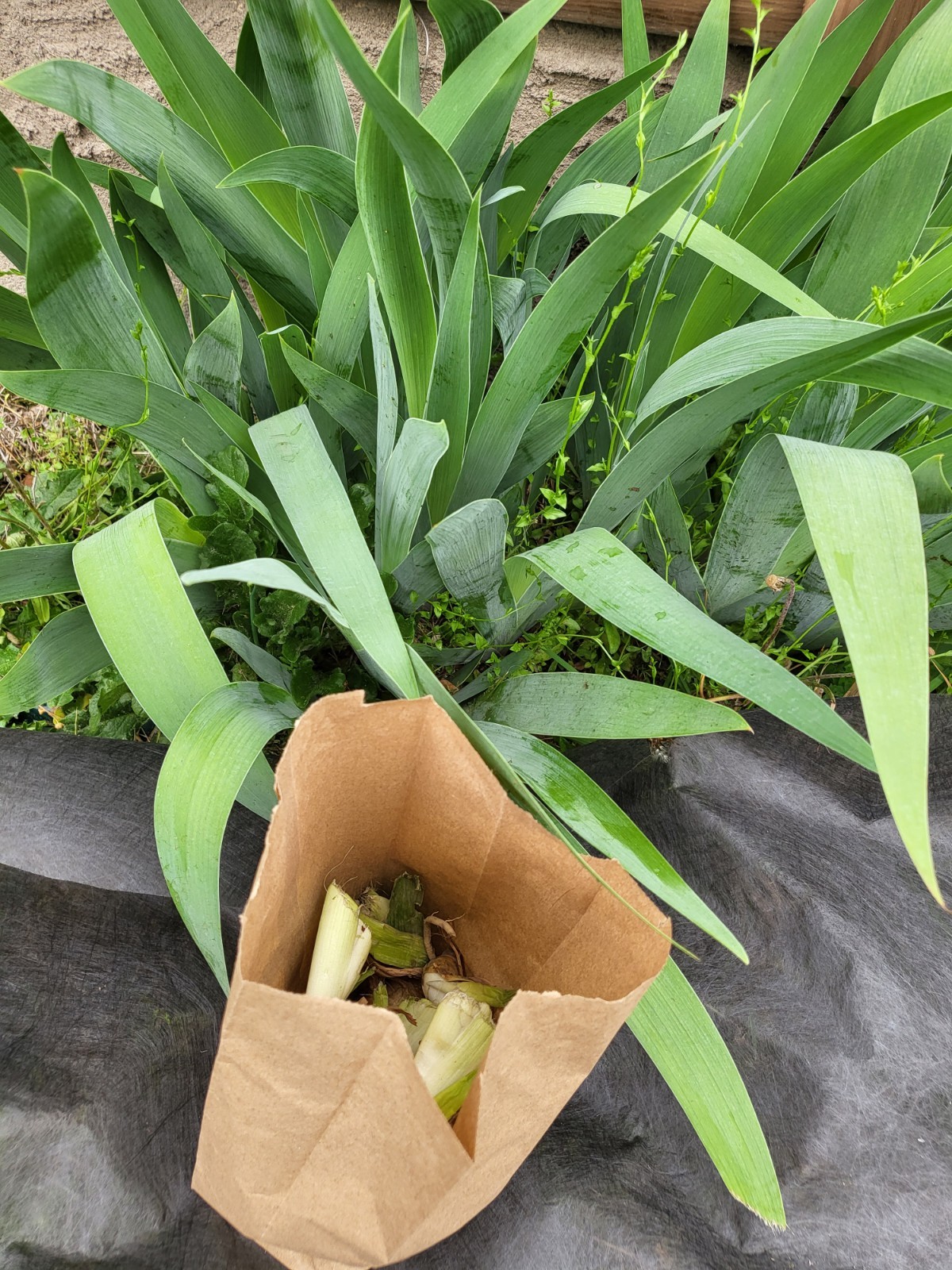 6 bearded Iris Rhizomes w roots variable toe-bulb sizes purple spring 2026 N.C.!