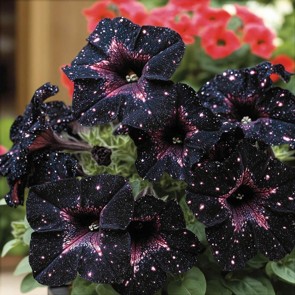 50 Starry Sky Petunia Seeds Variegated Multicolor Trailing Flowers for Baskets