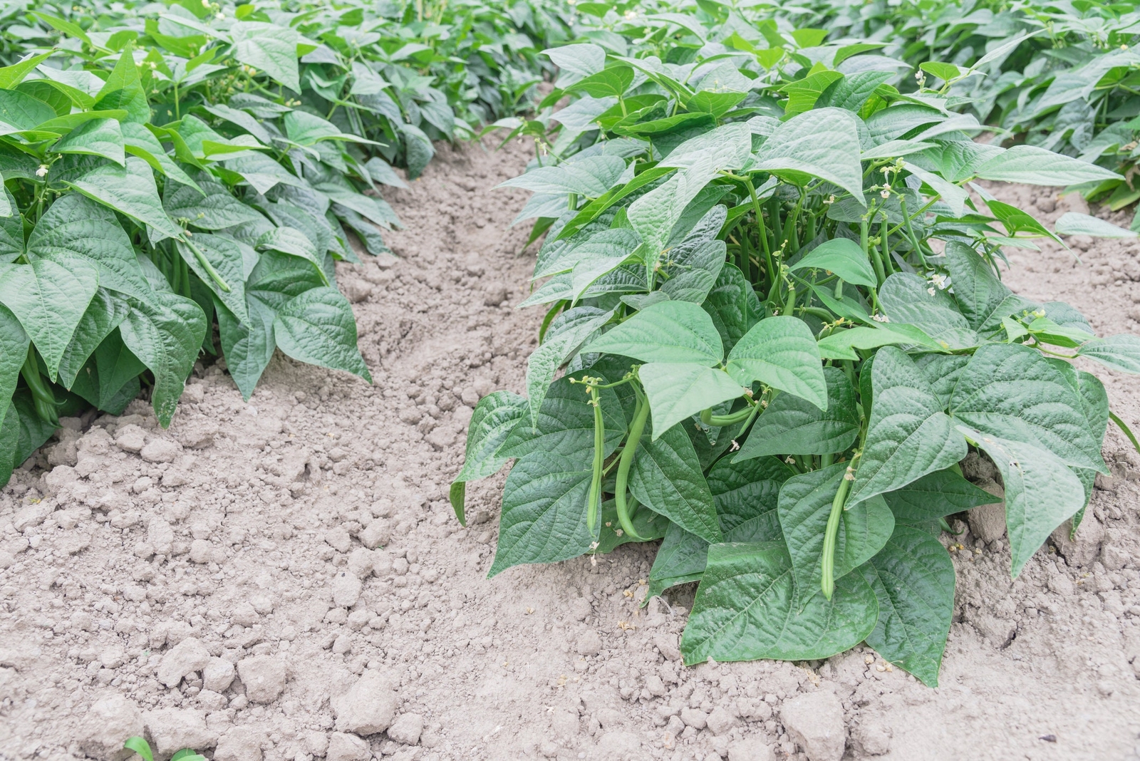 Provider Bush Green Bean Seeds