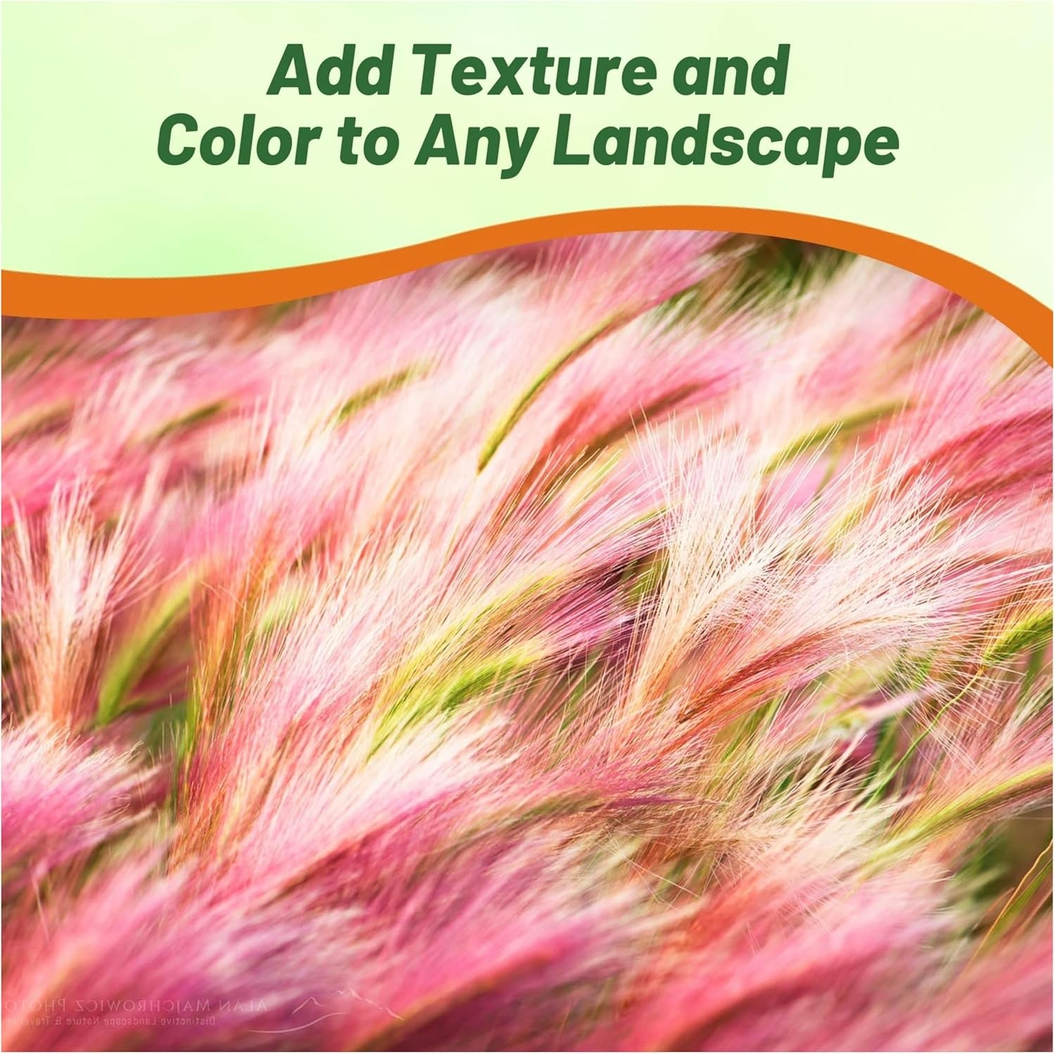 1000 Seeds Foxtail Barley Seeds – Hordeum Jubatum Ornamental Grass Seed