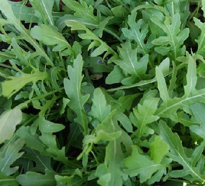 Arugula Wild One Diplotaxis 2,500 seeds