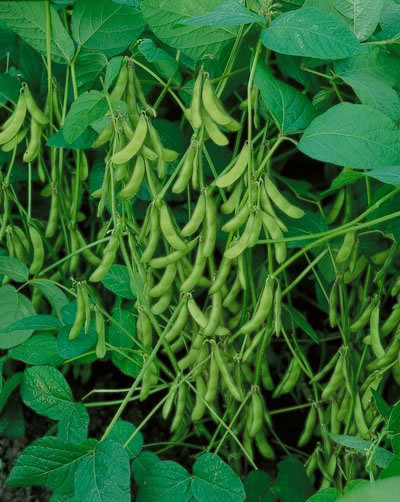 “Be Sweet” Japanese Edamame Soy Bean Seeds | USA Chinese Asian Vegetable