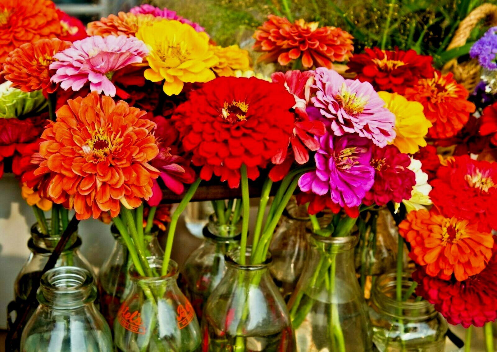 300+GIANT DAHLIA ZINNIA MIX Seeds Cut Flowers Summer Garden Container Fast Easy
