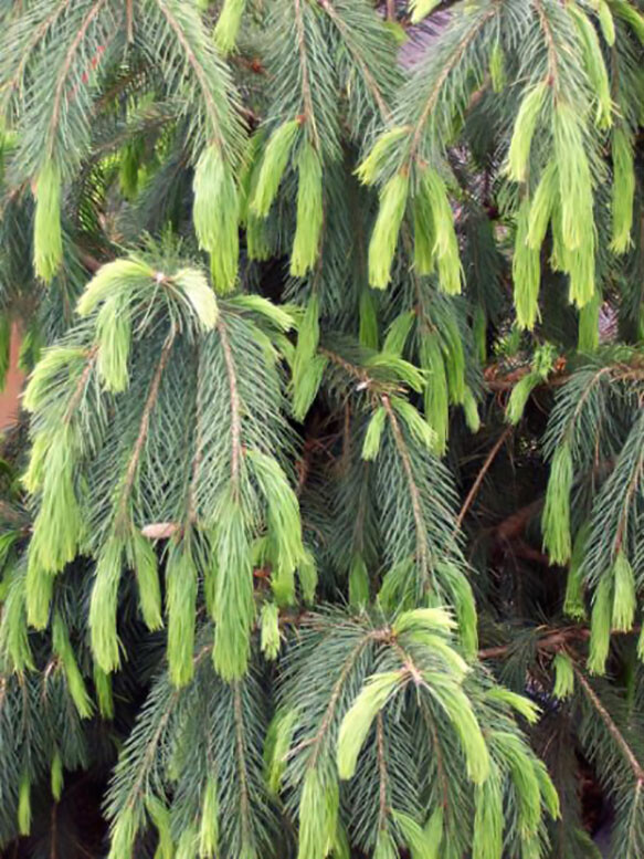 Himalayan Spruce, Picea smithiana, (Morinda Spruce), Tree Seeds (Evergreen)