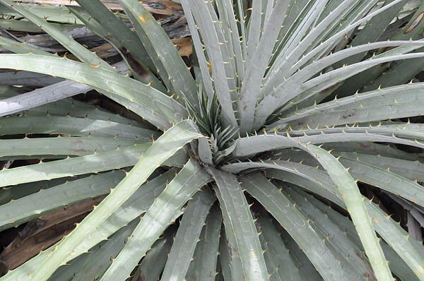 Puya alpestris | Sapphire Tower Bromeliad | 75 Seeds