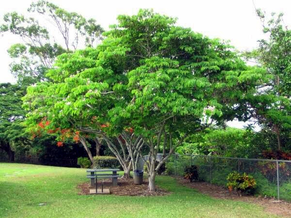 Pink Orchid Tree Seeds (Bauhinia monandra) Tropical Butterfly Flower Plant RARE!