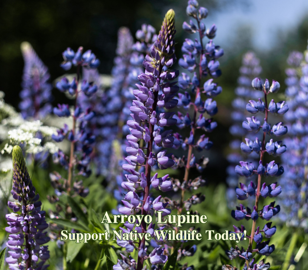 California Coastal Wildflower Seed Mix for Native Seaside Pollinator Gardens