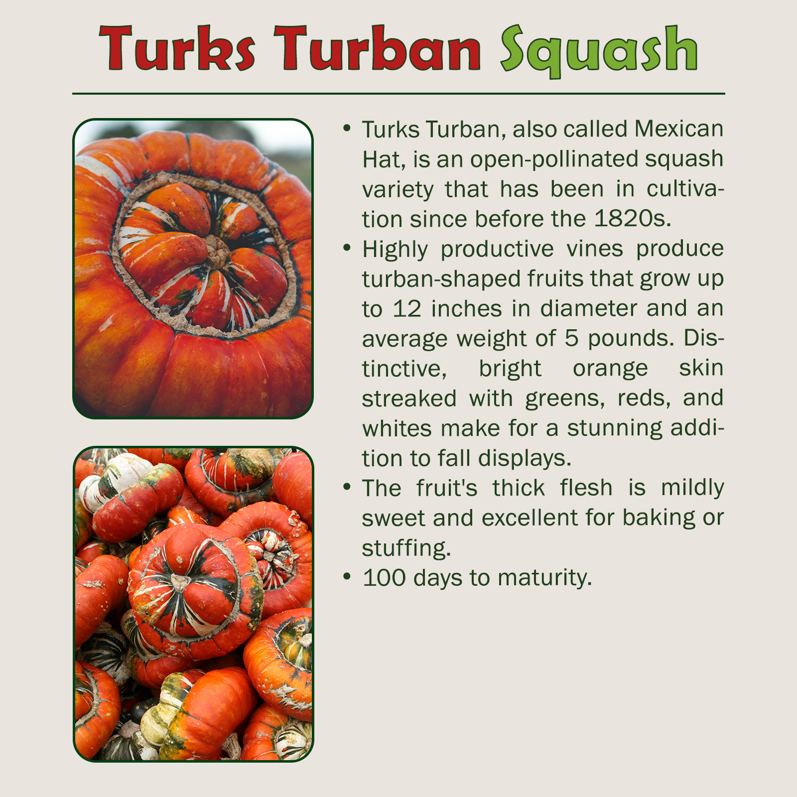 10 Turks Turban Winter Squash Seeds, Heirloom, Non-GMO, Genuine USA