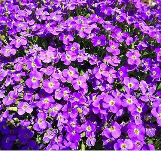 700+ Aubrieta Whitewell Gem Hybrid Seeds – Low Growing Perennial for Rock