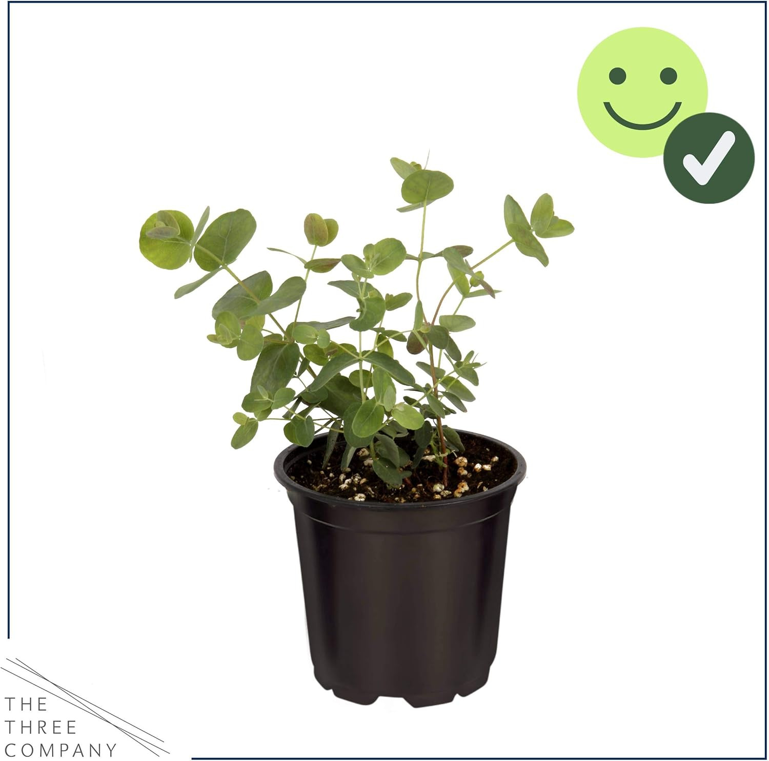 Live Eucalyptus (4 per Pack) – Aromatic and Enhancer, Natural Air Purifier, 10″