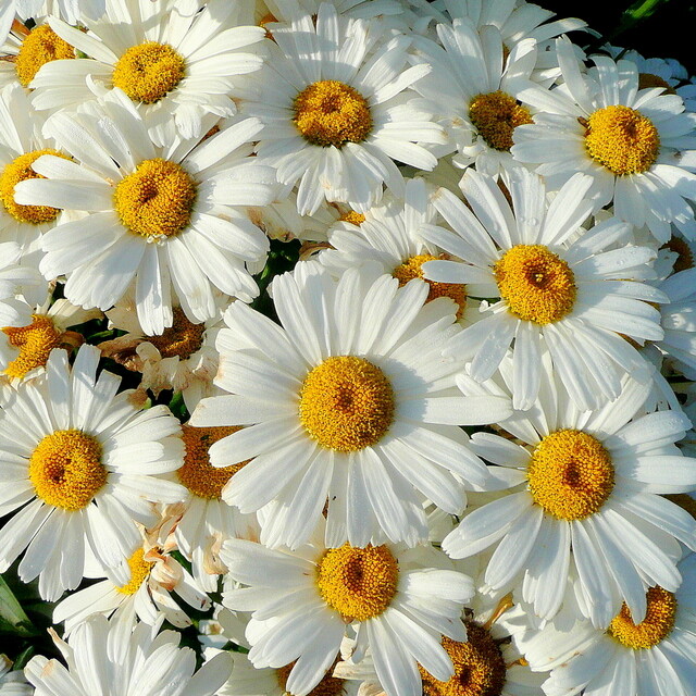 Shasta Daisy Seeds | Non-GMO | Free Shipping | Seed Store | 1178