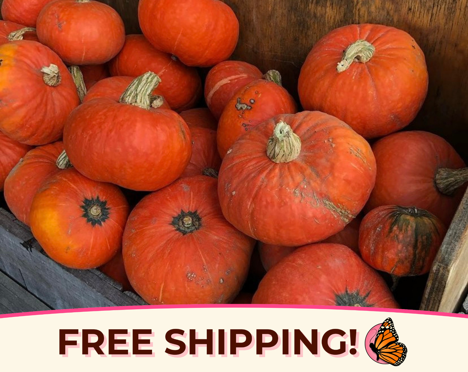 15+ Hubbard Squash Seeds ‘Golden Delicious’ | Rare Heirloom Vegetable, Non-GMO