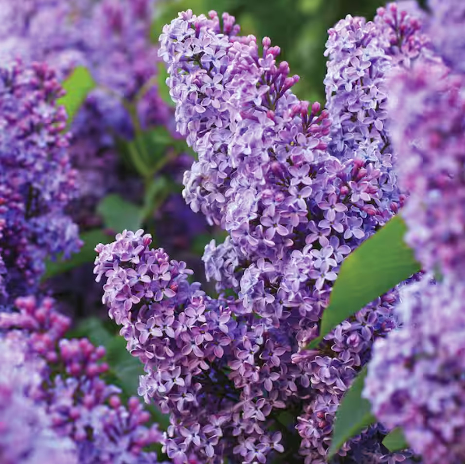 Garden State Bulb Common Purple Lilac Live Bare Root (1-2 Pack)