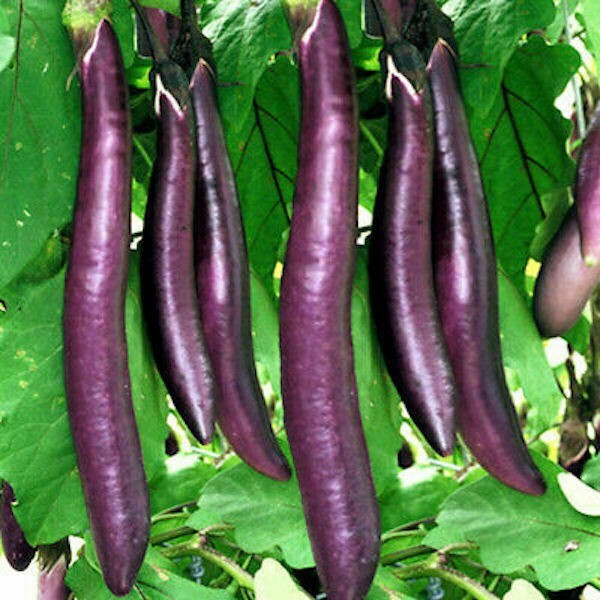 Chinese Eggplant Seeds USA Long Purple Eggplants Aubergine Asian Vegetable 2024