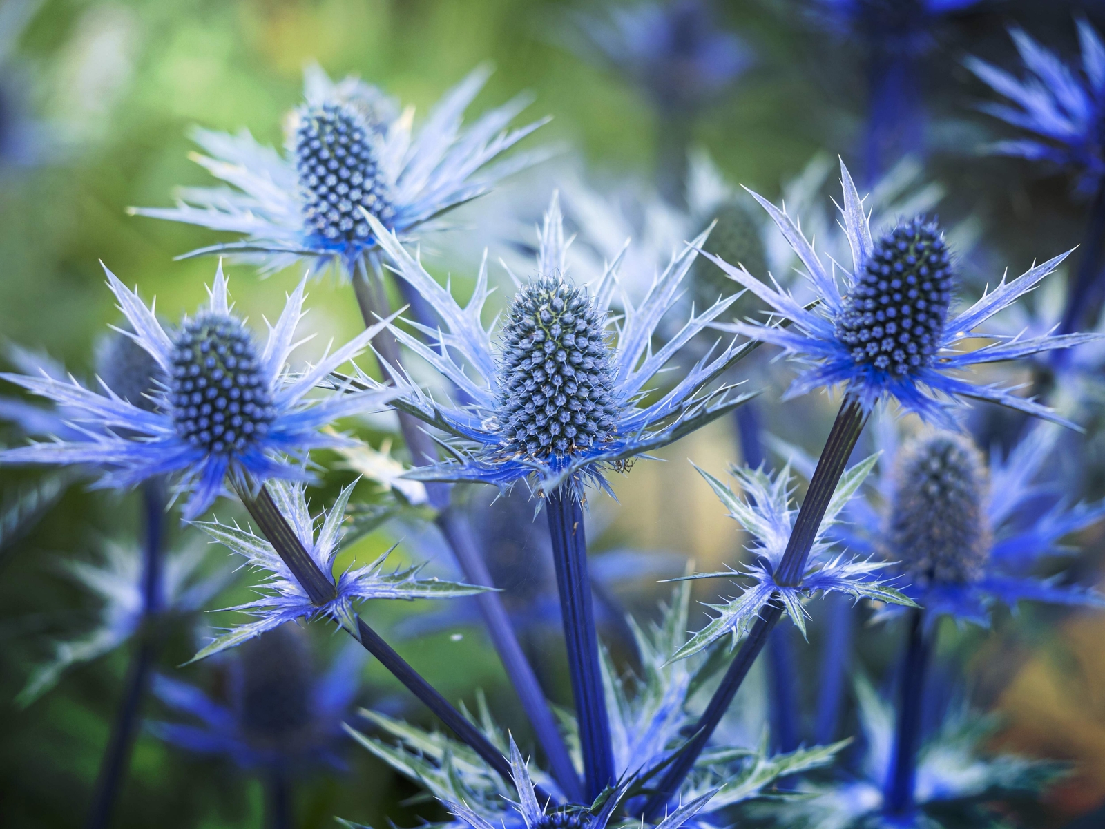 25 BLUE STAR SEA HOLLY Eryngium Flower Seeds *Flat S/H