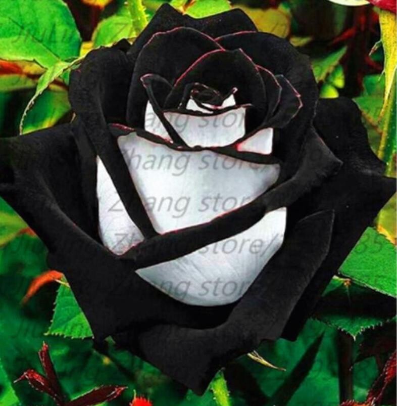 20 SEEDS for Black/White RARE blend Rose bud flower bush exotic plant USA Seller