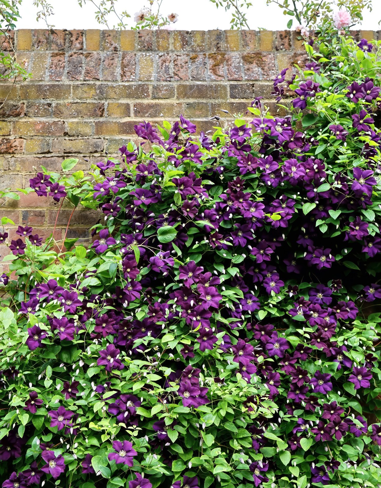 Purple Clematis viticella Seeds, Italian Leather Flower, Hardy – 4 Climber Vine