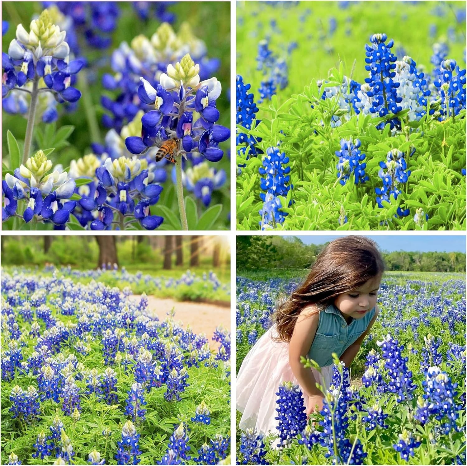 750+ Blue Lupinus Texas Bluebonnet Seeds for Easy, Pollinator-Attracting Blooms