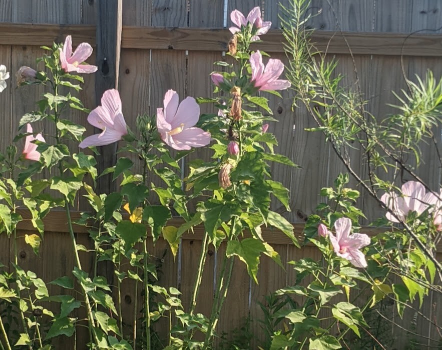 PINK SWAMP ROSE MALLOW (hibiscus grandiflorus). 50 seeds (2022 crop)