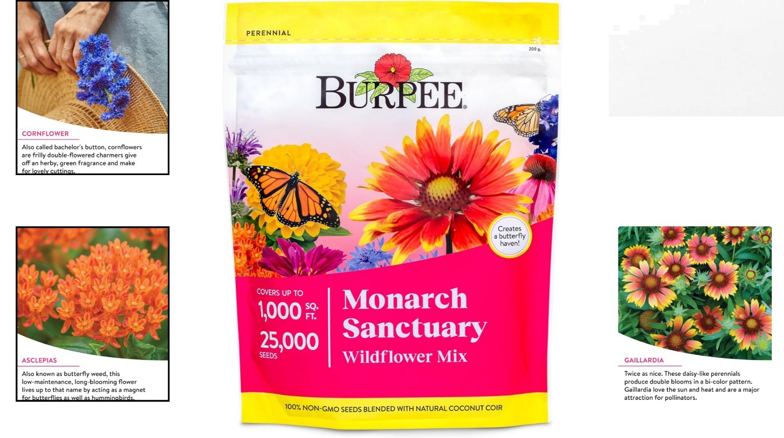 Attract Monarchs with Our 25,000 Non-GMO Wildflower Seeds – Spring Blooming Mix