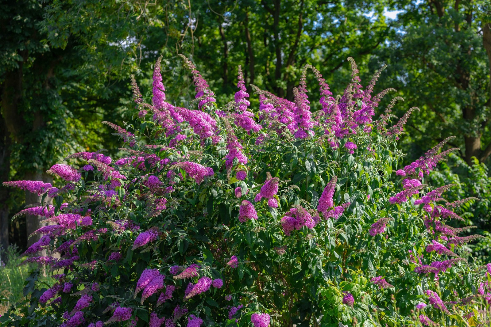 50 VIOLET PURPLE BUTTERFLY BUSH Buddleia Davidii Flower Seeds *Flat S/H
