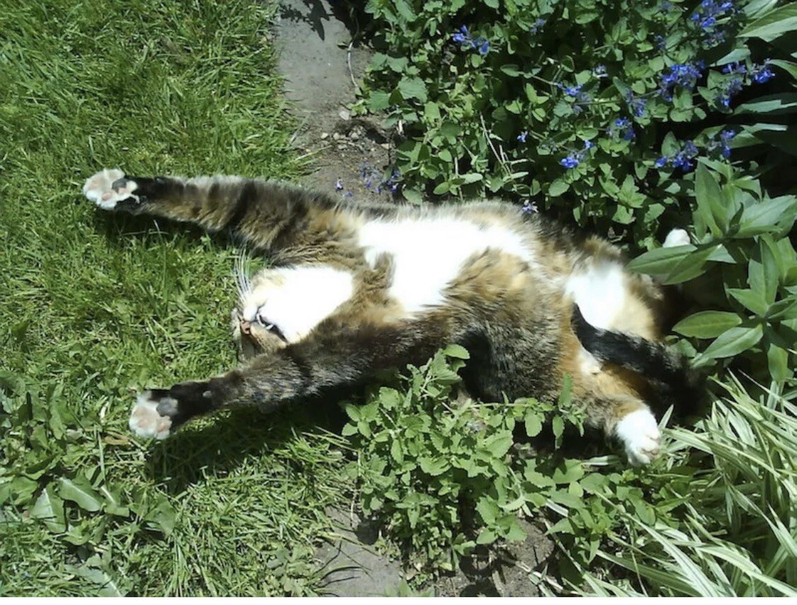 100 CATNIP Seeds CATSWORT Herb Medicinal Magic CATMINT NON GMO ORGANIC Garden