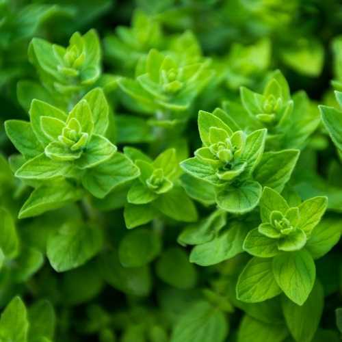 Common Oregano Seeds | Heirloom / Non-GMO | Free Shipping | Herb Seeds | 1290