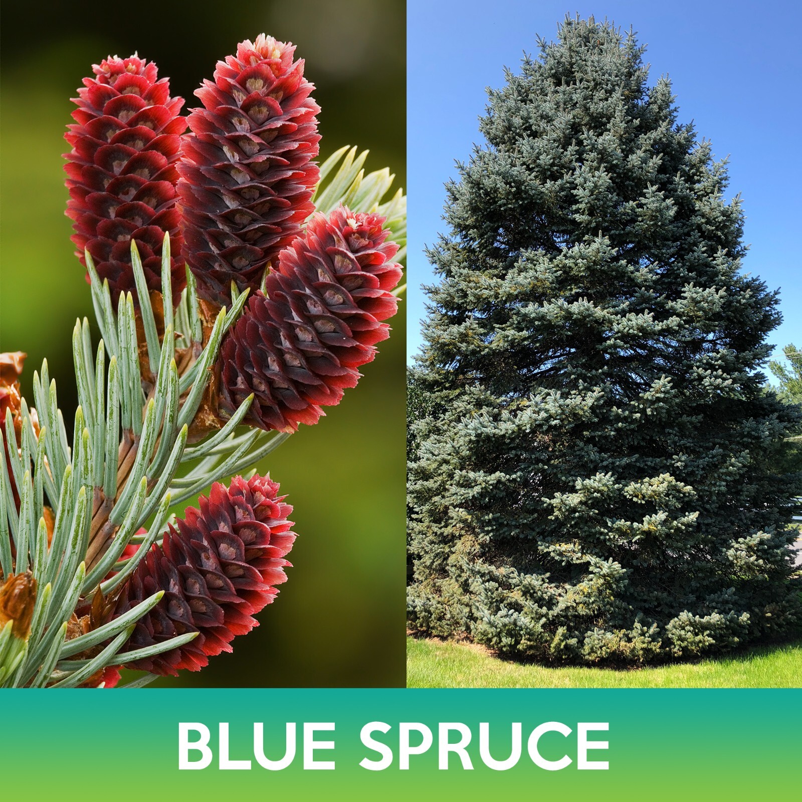 Blue Spruce Seeds, Colorado Blue Spruce , Picea pungens