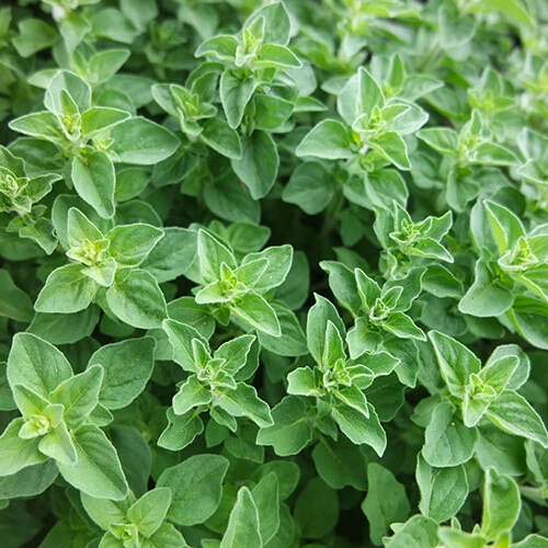 Greek Oregano Seeds | 2,000 Seeds | Heirloom / Non-GMO | Free Shipping | 1142